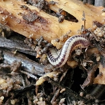 Unidentified Millipede (Diplopoda) at Kilcoy, QLD - 29 Dec 2024 by trevorpreston