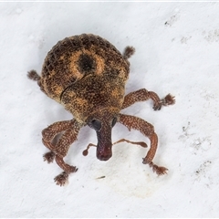 Haplonyx (genus) (Unidentified Haplonyx weevil) at Melba, ACT - 26 Dec 2024 by kasiaaus