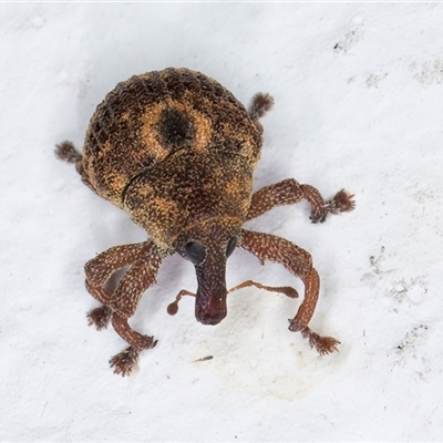 Haplonyx (genus) (Unidentified Haplonyx weevil) at Melba, ACT - 26 Dec 2024 by kasiaaus