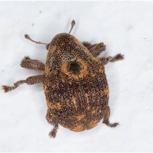 Haplonyx sp. (genus) at Melba, ACT - 26 Dec 2024