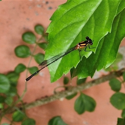 Nososticta solida (Orange Threadtail) at Kilcoy, QLD - 29 Dec 2024 by trevorpreston