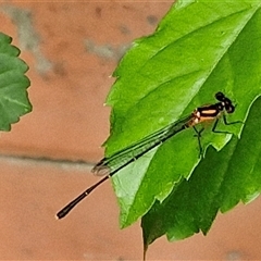 Nososticta solida at Kilcoy, QLD - 29 Dec 2024