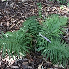 Blechnum cartilagineum (Gristle Fern) at Ulladulla, NSW - 28 Dec 2024 by Clarel