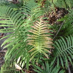 Blechnum cartilagineum at Ulladulla, NSW - suppressed