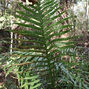 Blechnum cartilagineum at Ulladulla, NSW - suppressed