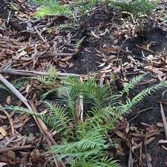 Blechnum cartilagineum at Ulladulla, NSW - suppressed