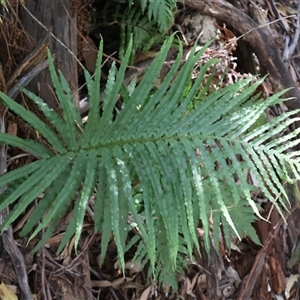 Blechnum cartilagineum at Ulladulla, NSW - suppressed