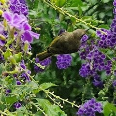 Lichmera indistincta (Brown Honeyeater) at Kilcoy, QLD - 29 Dec 2024 by trevorpreston