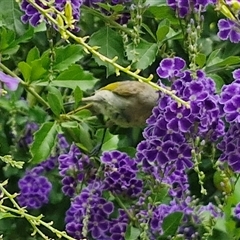 Lichmera indistincta at Kilcoy, QLD - 29 Dec 2024