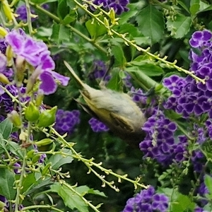 Lichmera indistincta at Kilcoy, QLD - 29 Dec 2024