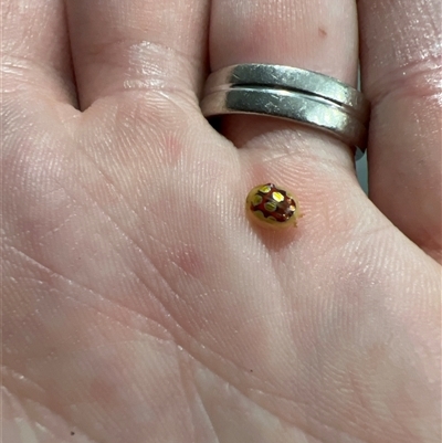 Paropsisterna nobilitata (Leaf beetle, Button beetle) at Kingsthorpe, QLD - 29 Dec 2024 by mabs
