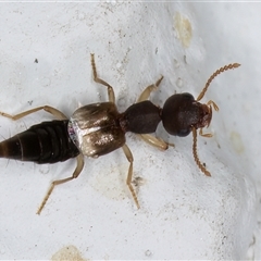 Staphylinidae (family) (Rove beetle) at Melba, ACT - 26 Dec 2024 by kasiaaus