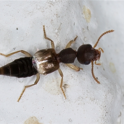 Staphylinidae (family) (Rove beetle) at Melba, ACT - 26 Dec 2024 by kasiaaus