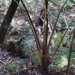 Cyathea cooperi (Straw Treefern) at Ulladulla, NSW - 28 Dec 2024 by Clarel