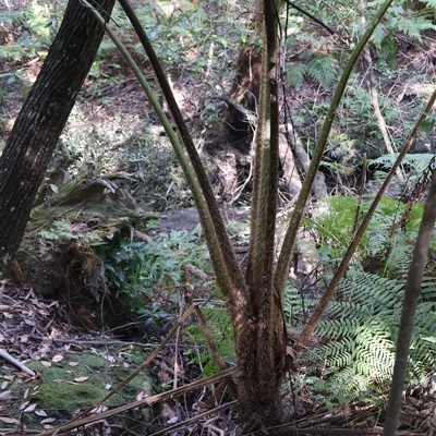 Cyathea cooperi (Straw Treefern) at Ulladulla, NSW - 29 Dec 2024 by Clarel