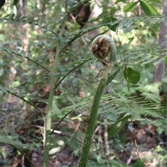 Cyathea cooperi at Ulladulla, NSW - 29 Dec 2024