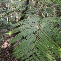 Cyathea cooperi at Ulladulla, NSW - 29 Dec 2024