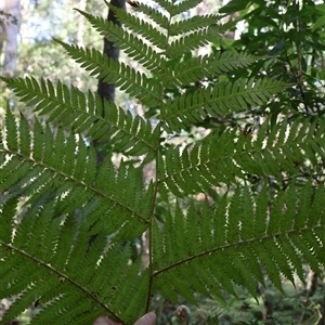 Cyathea cooperi at Ulladulla, NSW - 29 Dec 2024