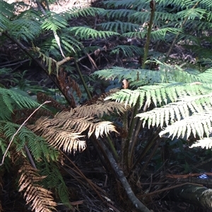 Cyathea cooperi at Ulladulla, NSW - 29 Dec 2024