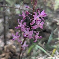 Dipodium roseum (Rosy Hyacinth Orchid) at Paddys River, ACT - 28 Dec 2024 by Rebeccajgee