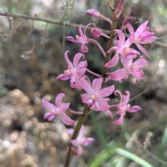 Dipodium roseum at Paddys River, ACT - suppressed