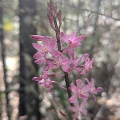 Dipodium roseum at Paddys River, ACT - suppressed