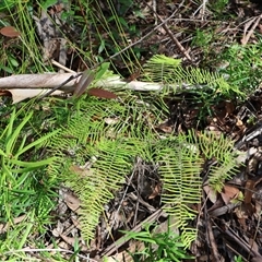 Gleichenia dicarpa (Wiry Coral Fern) at Ulladulla, NSW - 29 Dec 2024 by Clarel