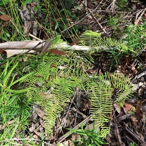 Gleichenia dicarpa at Ulladulla, NSW - suppressed