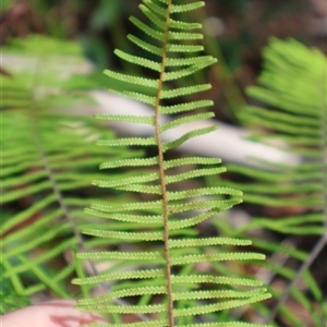 Gleichenia dicarpa at Ulladulla, NSW - suppressed