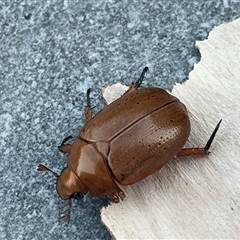 Anoplognathus sp. (genus) at Hawthorn East, VIC - 26 Dec 2024 by Spar