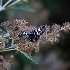 Comocrus behri (Mistletoe Day Moth) at Murrumbateman, NSW - 29 Dec 2024 by SallyandPeter