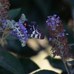 Comocrus behri at Murrumbateman, NSW - 29 Dec 2024 04:17 PM