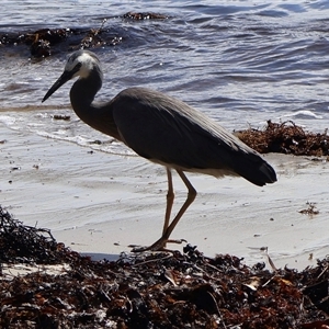 Egretta novaehollandiae at Ulladulla, NSW - 29 Dec 2024