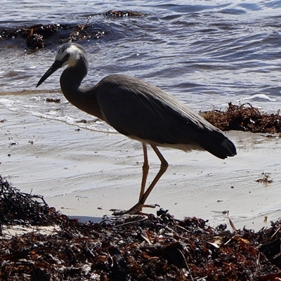 Egretta novaehollandiae (White-faced Heron) at Ulladulla, NSW - 28 Dec 2024 by Clarel