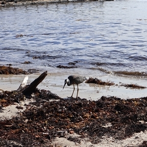 Egretta novaehollandiae at Ulladulla, NSW - 29 Dec 2024