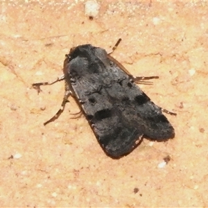 Agrotis (genus) at Wanniassa, ACT - 28 Dec 2024