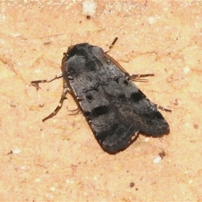 Agrotis (genus) at Wanniassa, ACT - 28 Dec 2024 by JohnBundock