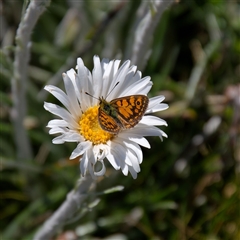 Oreixenica orichora (Spotted Alpine Xenica) at Thredbo, NSW - 27 Dec 2024 by regeraghty