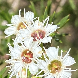 Kunzea sp. at Oaks Estate, ACT - 29 Dec 2024 11:46 AM