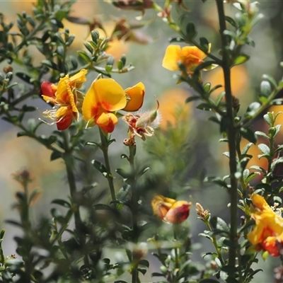 Mirbelia oxylobioides (Mountain Mirbelia) at Oaks Estate, ACT - 29 Dec 2024 by RAllen