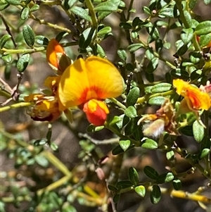 Mirbelia oxylobioides at Oaks Estate, ACT - 29 Dec 2024 12:32 PM