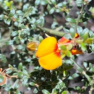 Mirbelia oxylobioides at Oaks Estate, ACT - 29 Dec 2024 12:32 PM