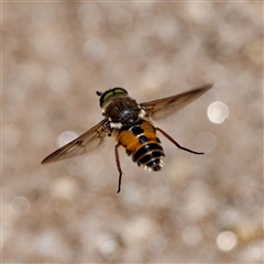 Copidapha maculiventris (March fly) at Thredbo, NSW - 27 Dec 2024 by regeraghty