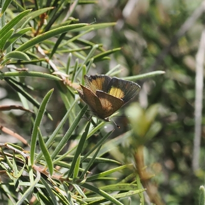 Paralucia pyrodiscus (Fiery Copper) at Oaks Estate, ACT - 29 Dec 2024 by RAllen