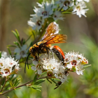 Guerinius shuckardi (Smooth flower wasp) at Tharwa, ACT - 28 Dec 2024 by DPRees125