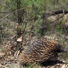 Tachyglossus aculeatus (Short-beaked Echidna) at Kambah, ACT - 28 Dec 2024 by Rebeccajgee