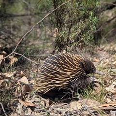 Tachyglossus aculeatus at Kambah, ACT - 28 Dec 2024