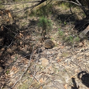 Tachyglossus aculeatus at Kambah, ACT - 28 Dec 2024