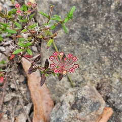 Pomax umbellata (A Pomax) at Budawang, NSW - 29 Dec 2024 by MatthewFrawley