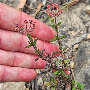 Pomax umbellata at Budawang, NSW - 29 Dec 2024